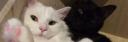 Discovery splash banner for 𝐓Ø𝐌Λ𝐍 𓆩†𓆪 ⴽΞ𝐒𝐈𝐃Σ𝐍𝐂Ξ Discord server