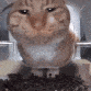 Discovery icon for DeMiaowa (meow.camera) Discord server