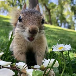 Discovery icon for Sammy’s Squirrels Discord server